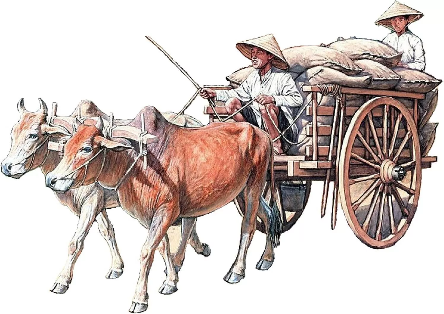 Vietnamese Farmer Cattle Cart